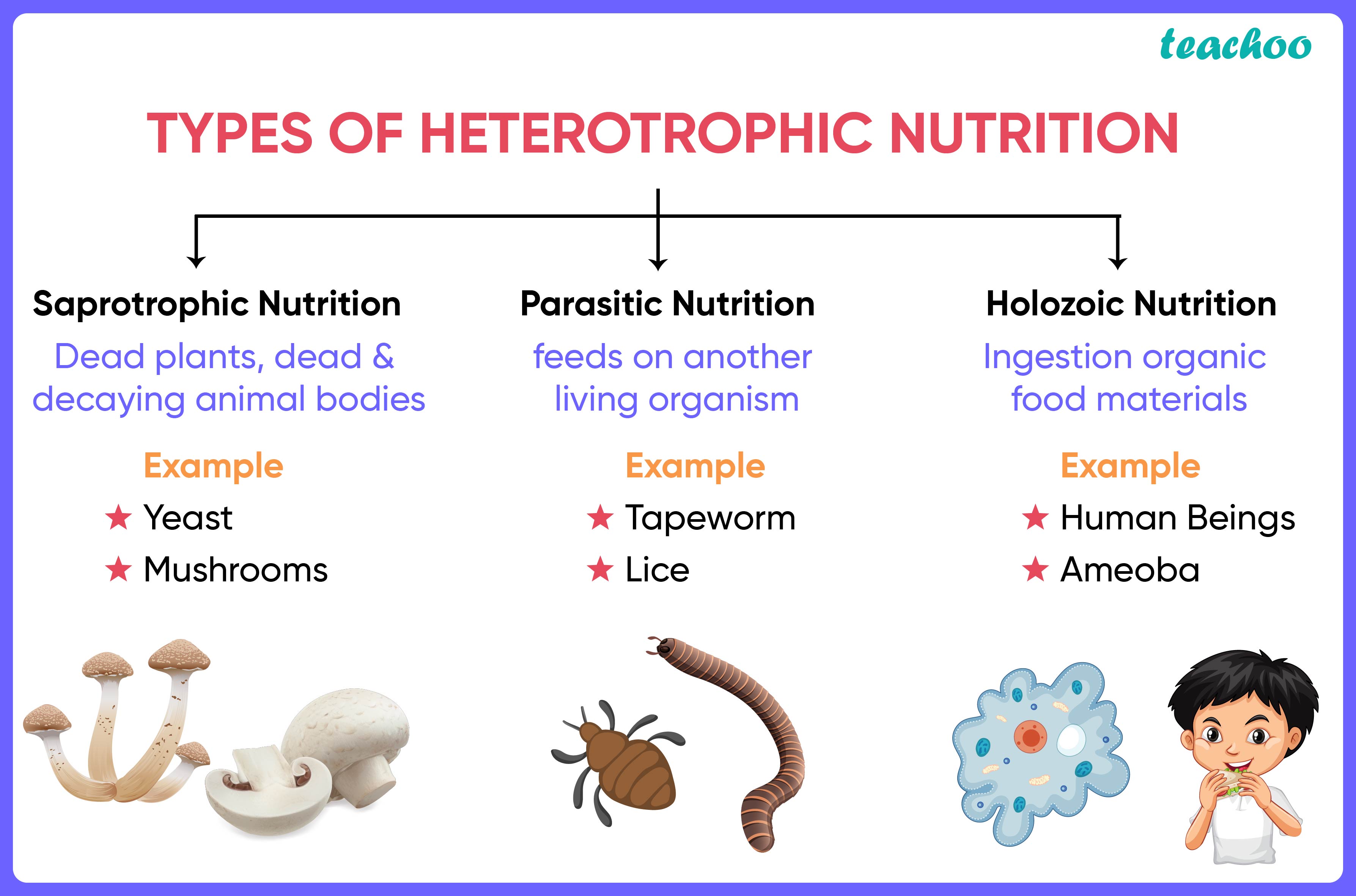 What Are The Different Types Of Heterotrophic Nutrition Class 10