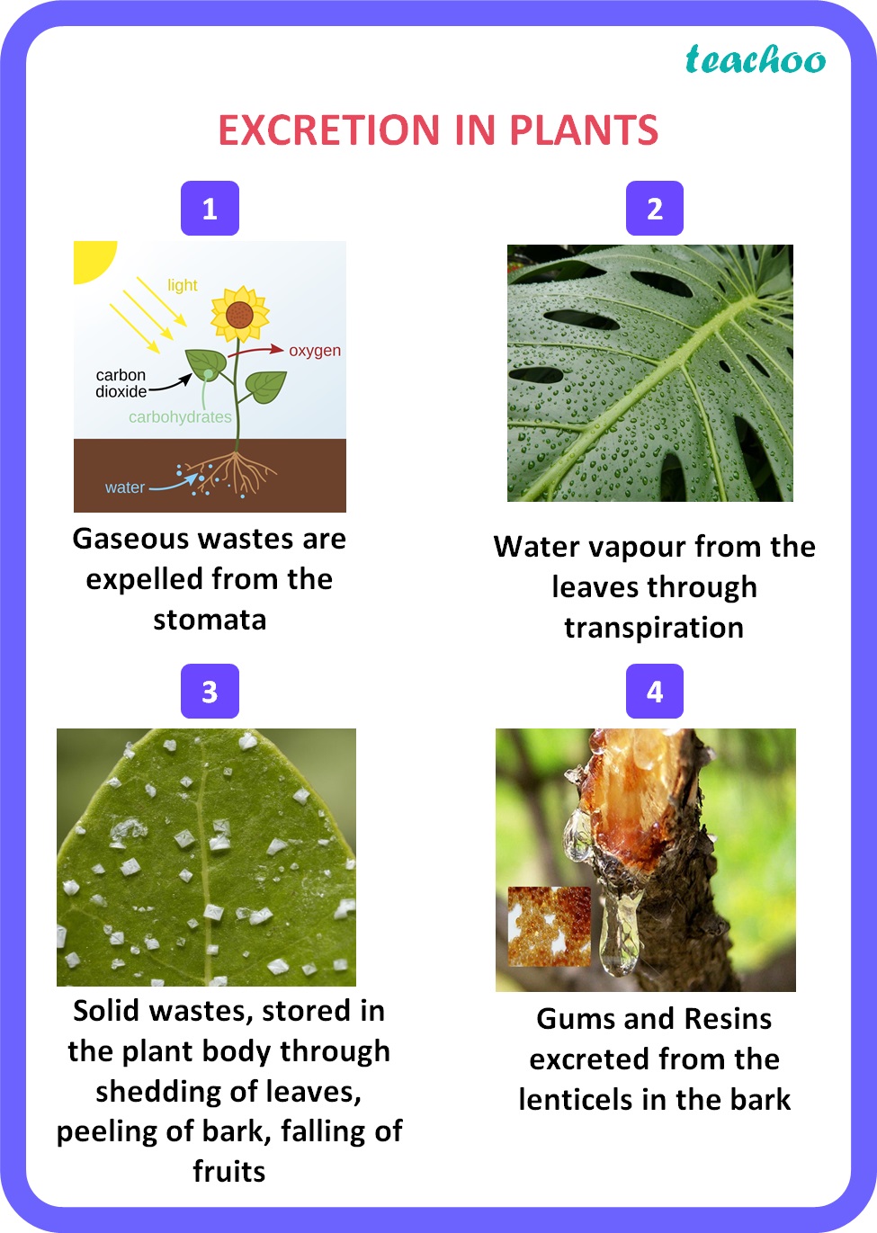  Biology What Are Methods Used By Plants To Get Rid Of Excretory Prod