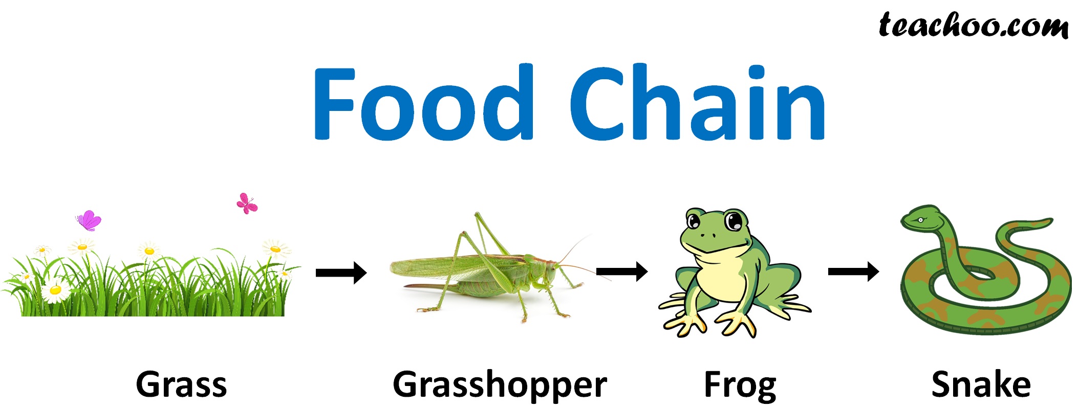 Food Chain With 4 Trophic Levels