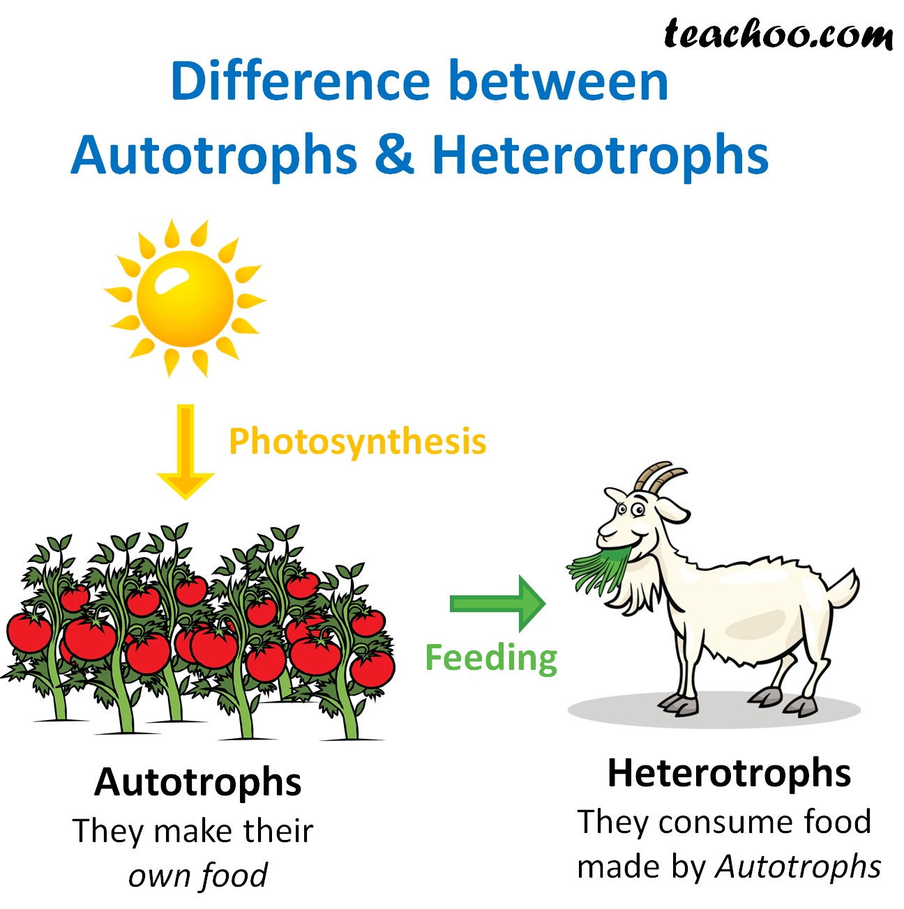 What Is The Difference Between Autotrophs And Heterotrophs? - Teachoo