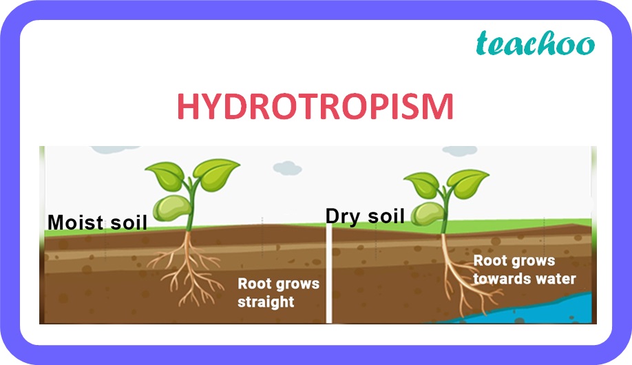 design an experiment to demonstrate by hydrotropism