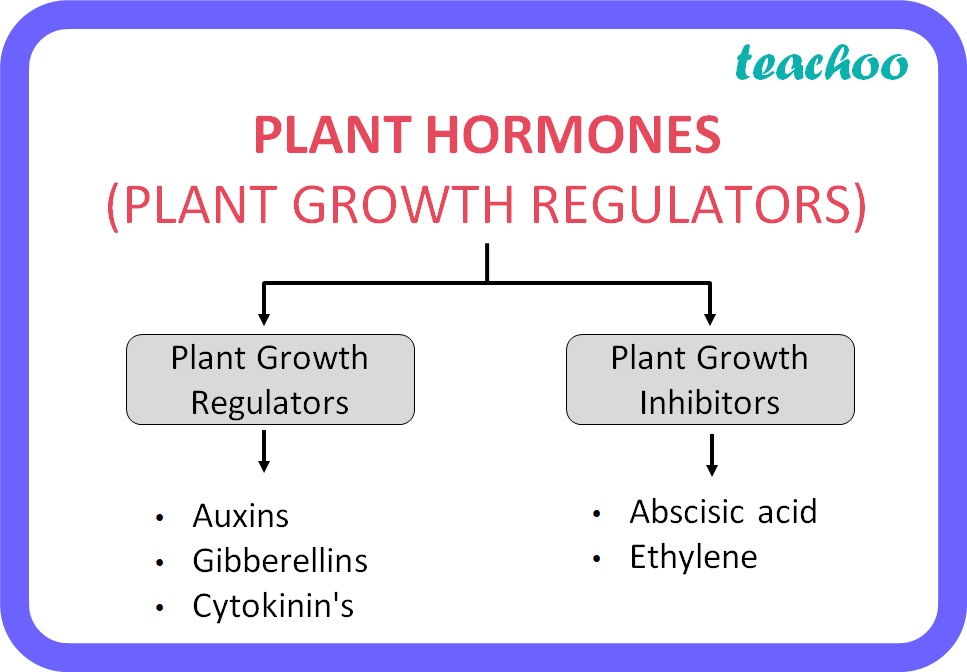 What Are The Four Classes Of Hormones