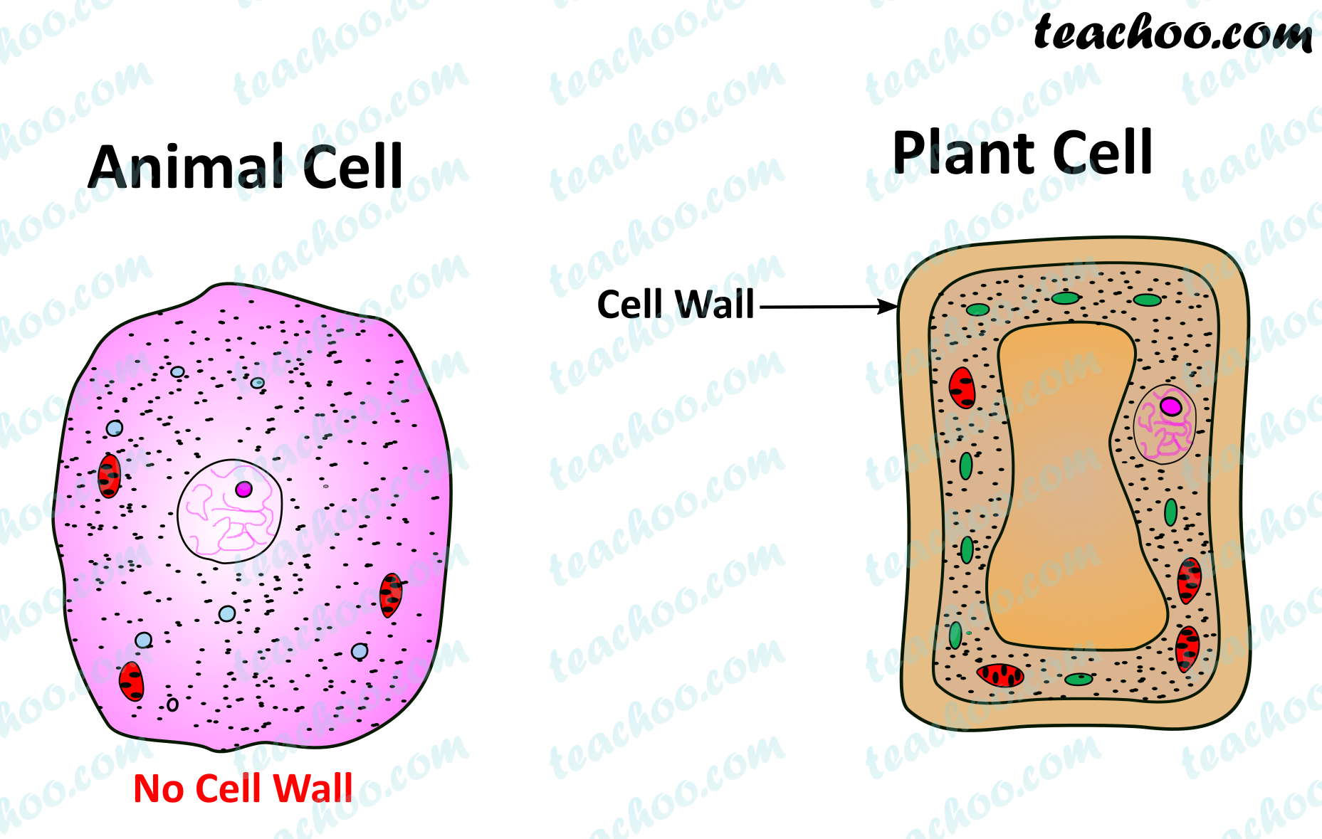 Important Points of Cell Wall - Chapter 8 Class 8 Cells - Notes