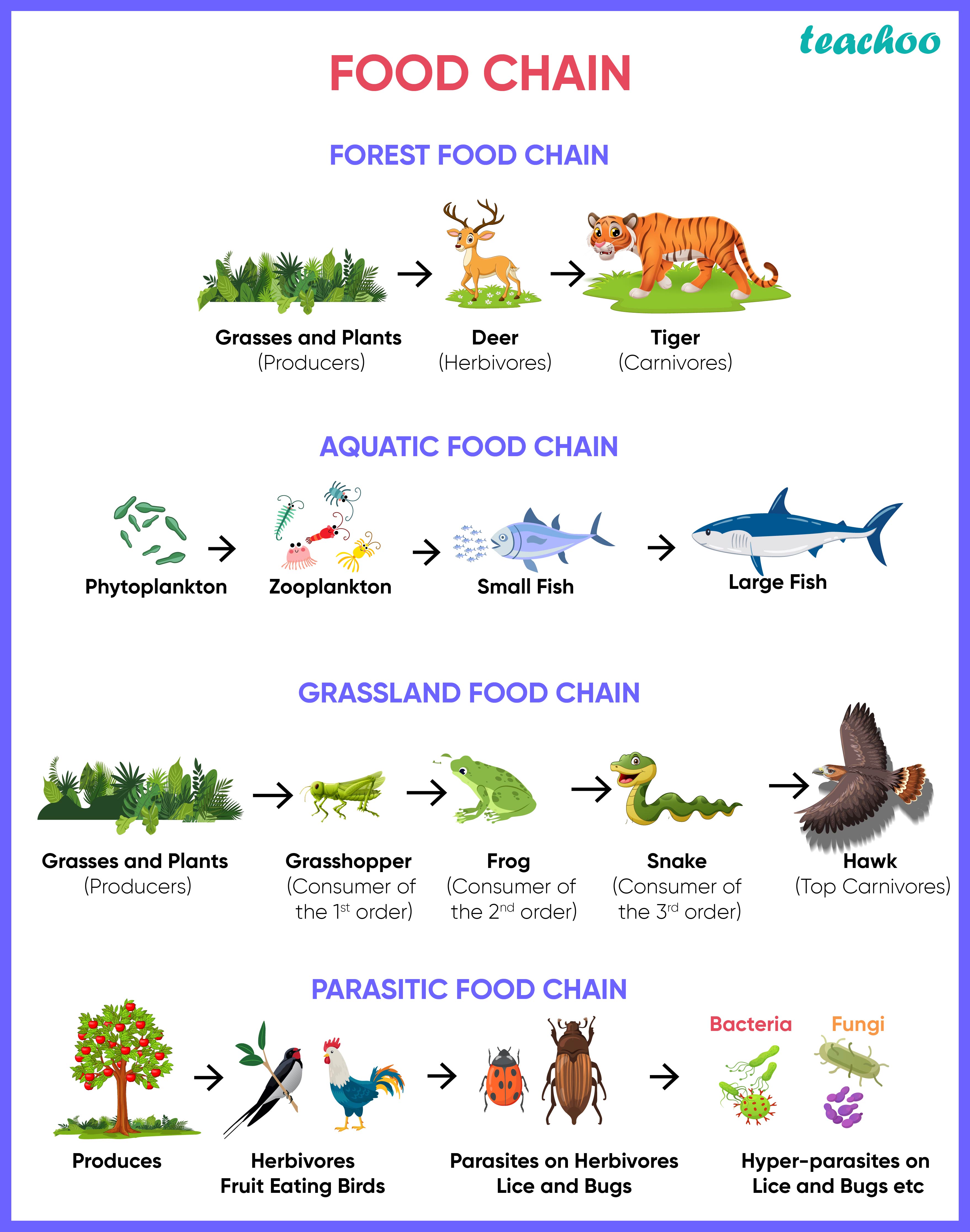 Observe the food web and answer the questions given below  The mu