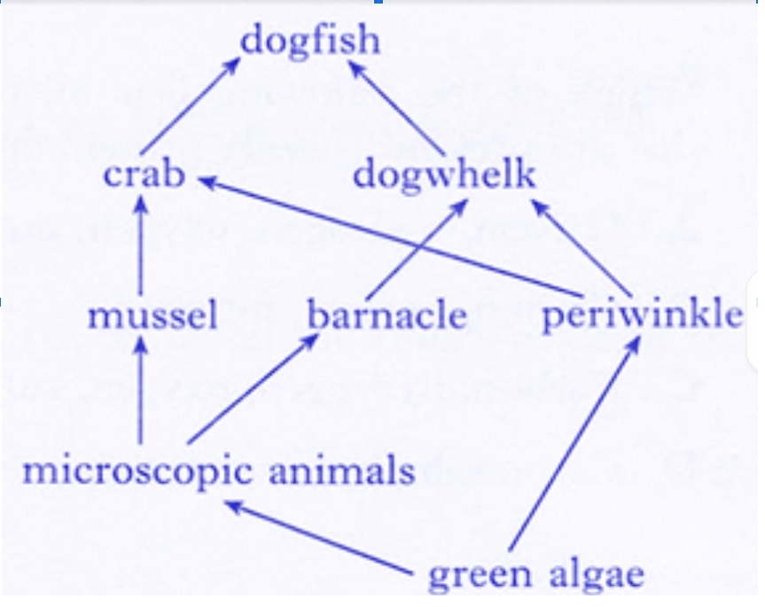 Observe the food web and answer the questions given below  The mu
