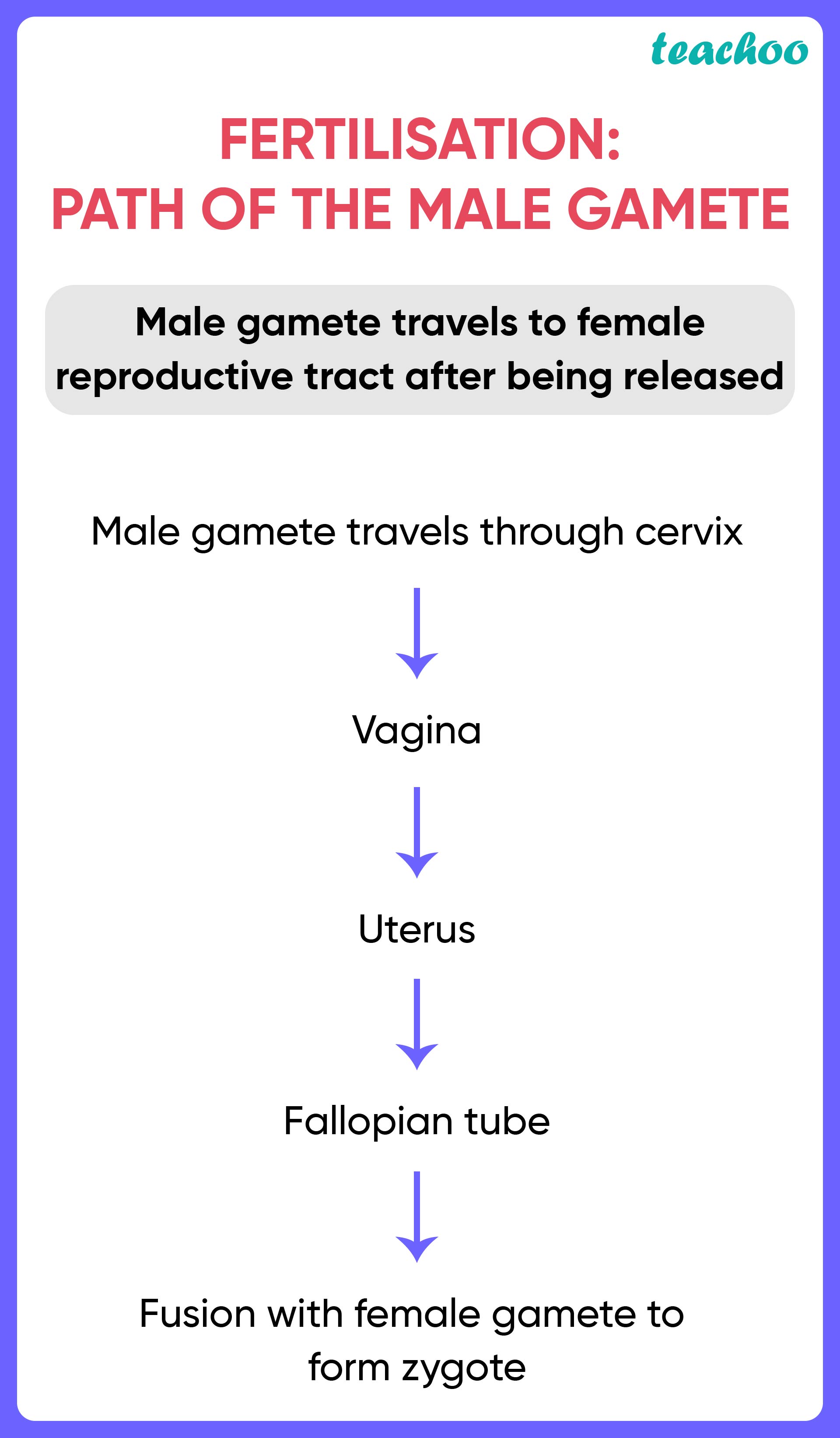 term-2-a-trace-the-path-a-male-gamete-takes-to-fertilise-a-female