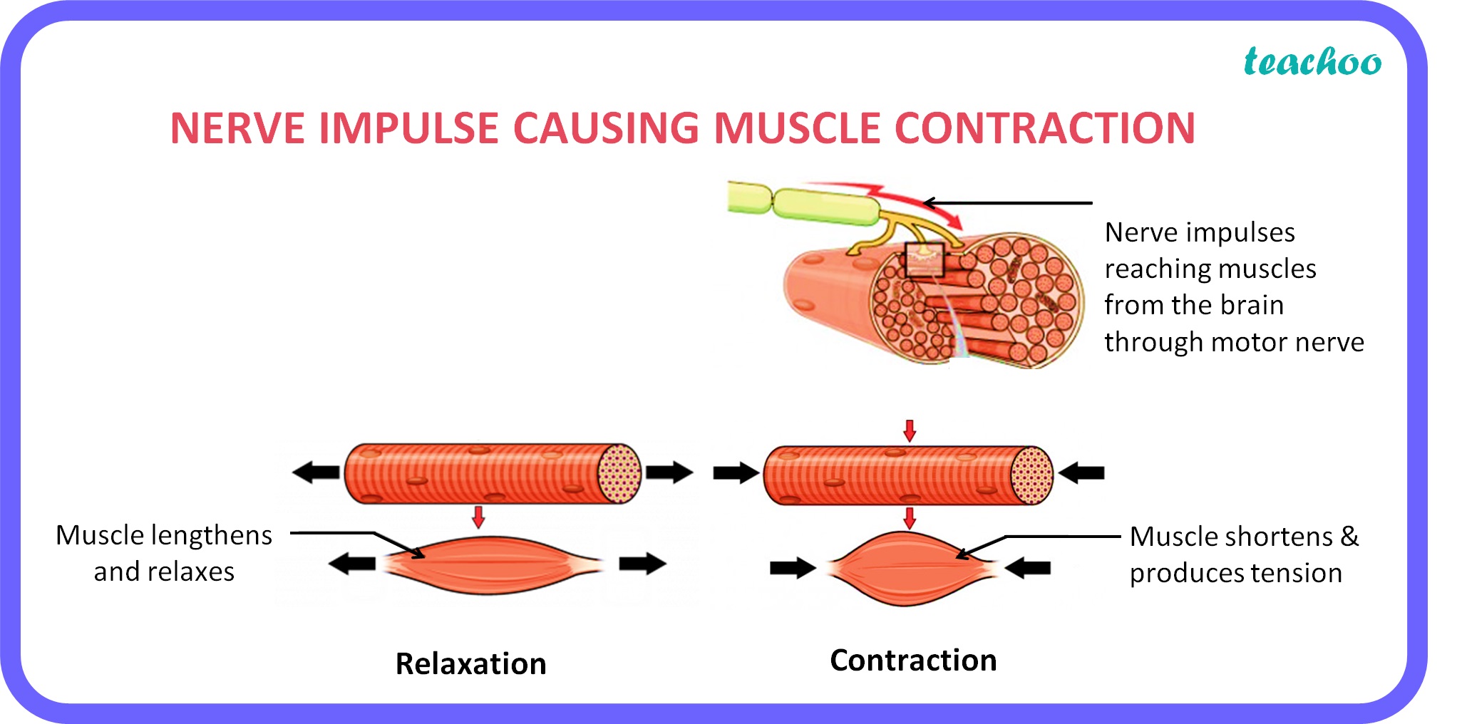 class-10-biology-how-does-response-to-stimuli-take-place-teachoo