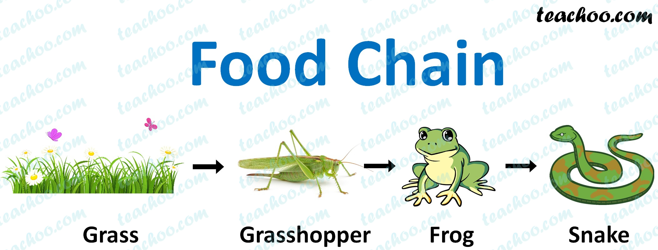 what is food chain give an example class 7