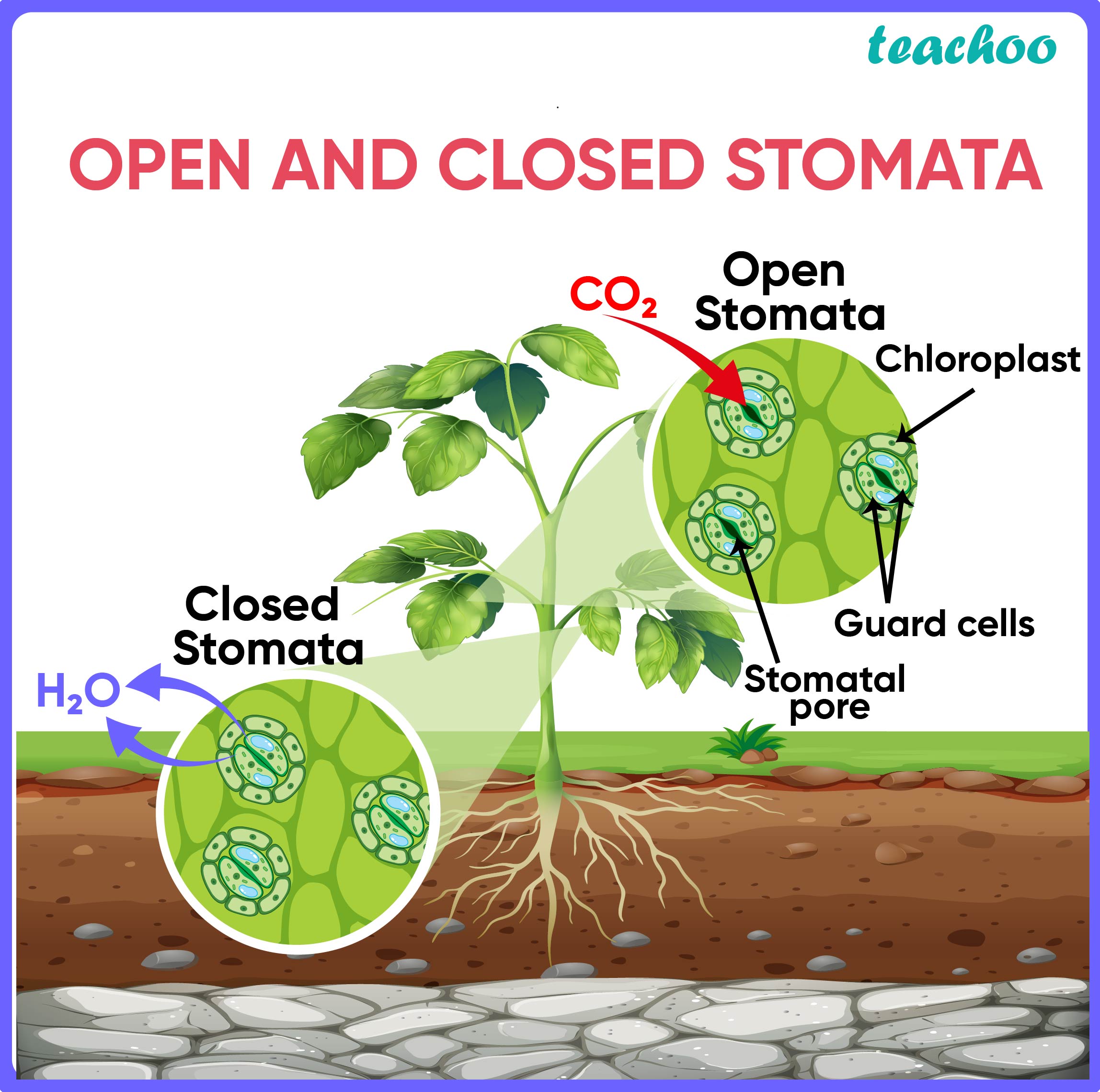 How To Calculate The Mean Number Of Stomata Per Mm2