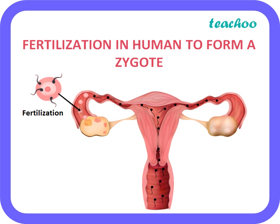 Internal Fertilization Meaning English