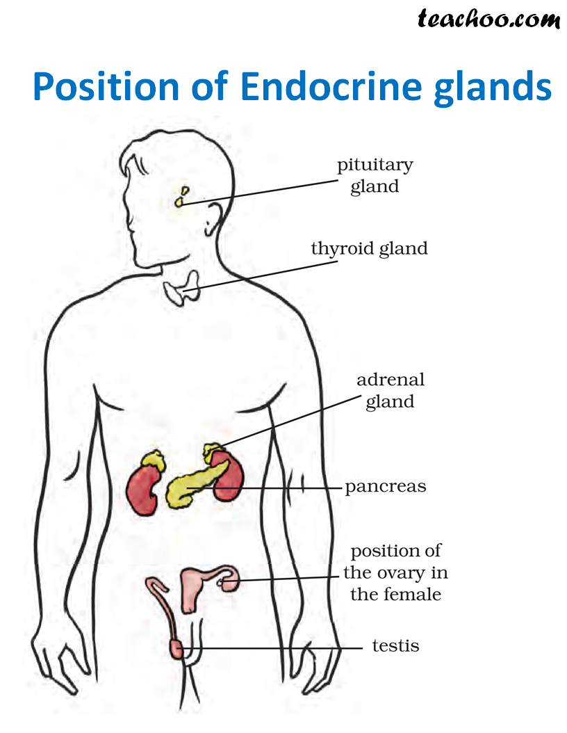 Hormones What Are They Which Gland Secretes Them Teachoo