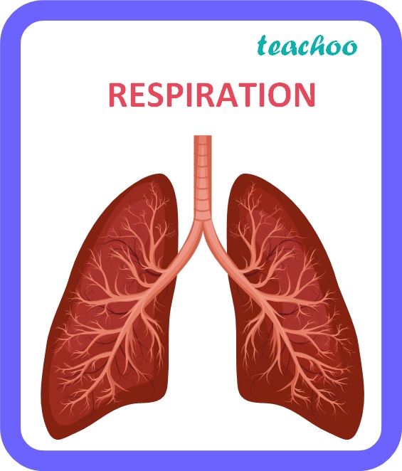 Respiration in Biology Life Process Class 10 Notes Teachoo