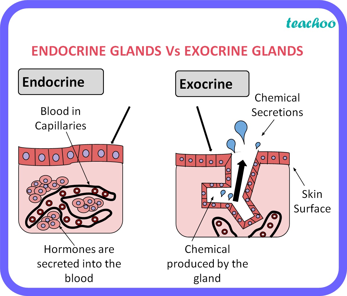 Endocrine Glands Vs Exocrine Glands   Teachoo 