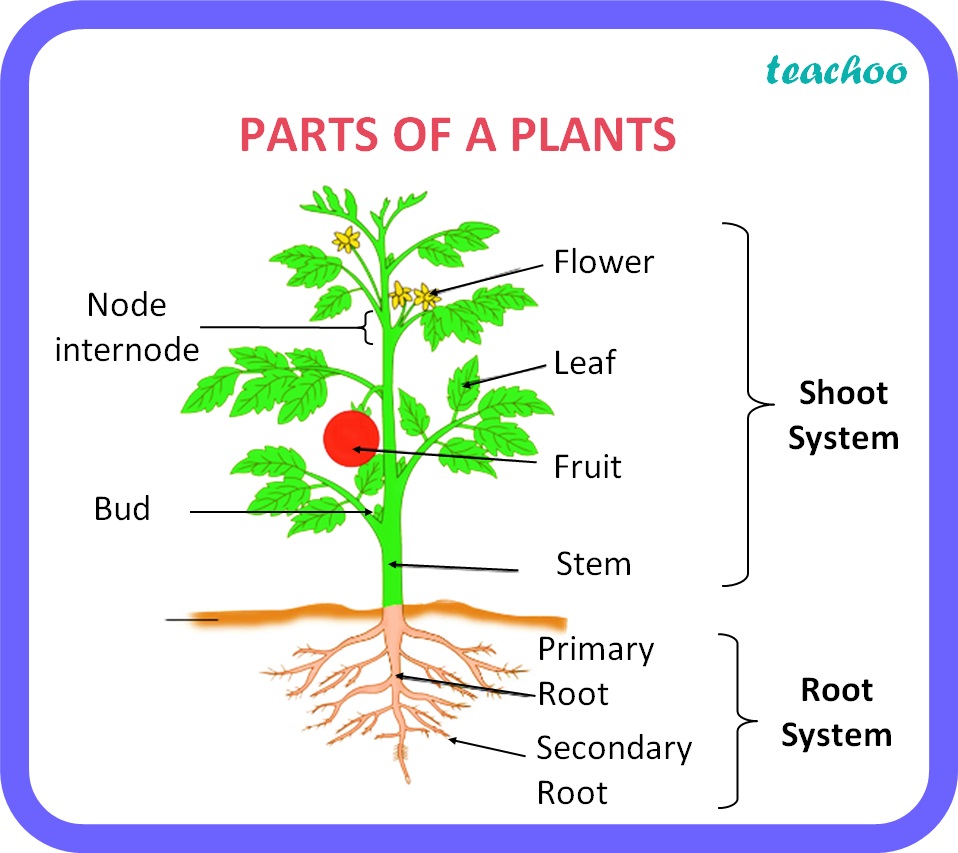 class-6-food-what-are-the-different-parts-of-plant-teachoo