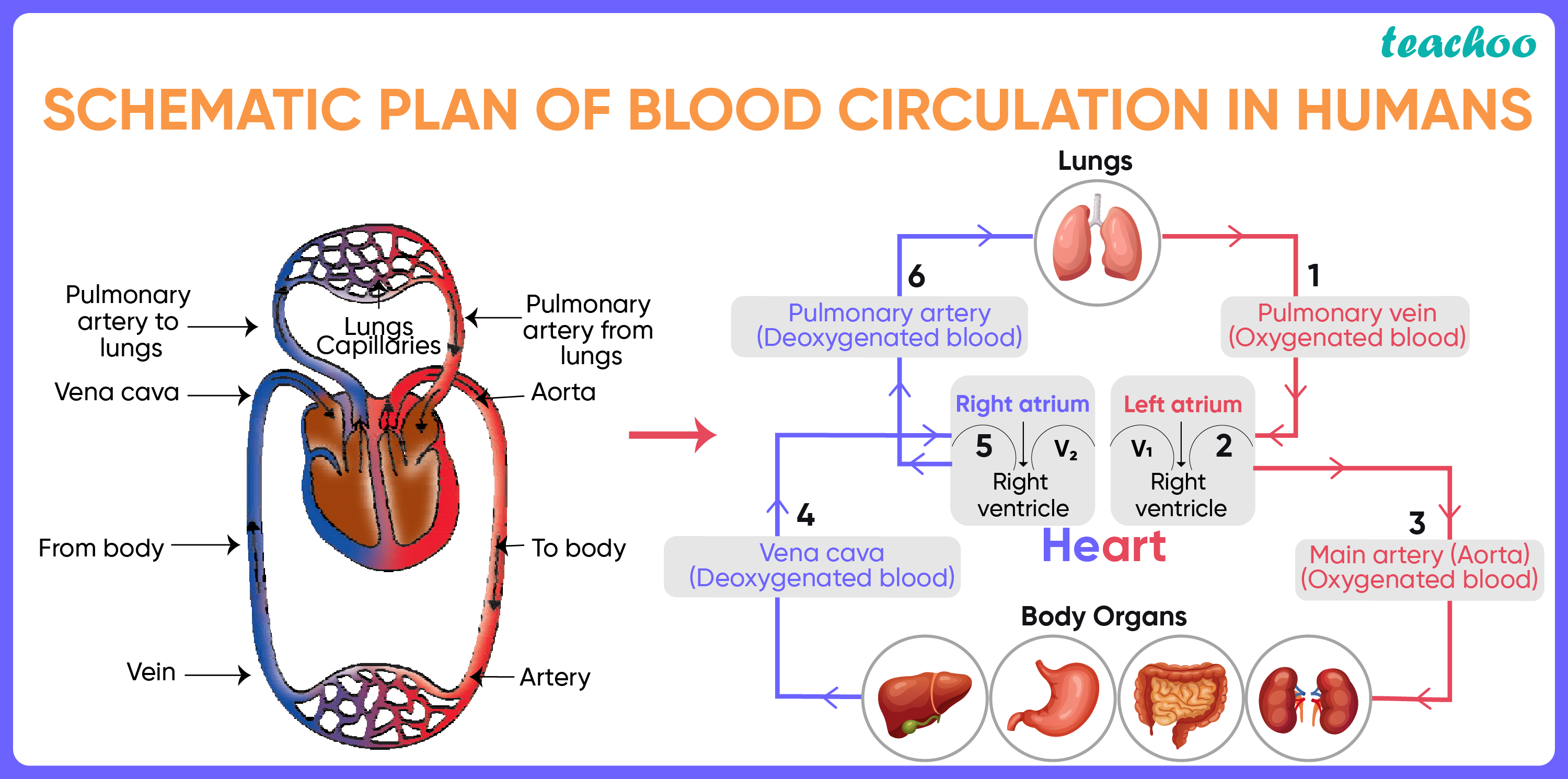 what-are-components-of-the-transport-system-in-human-beings-biology