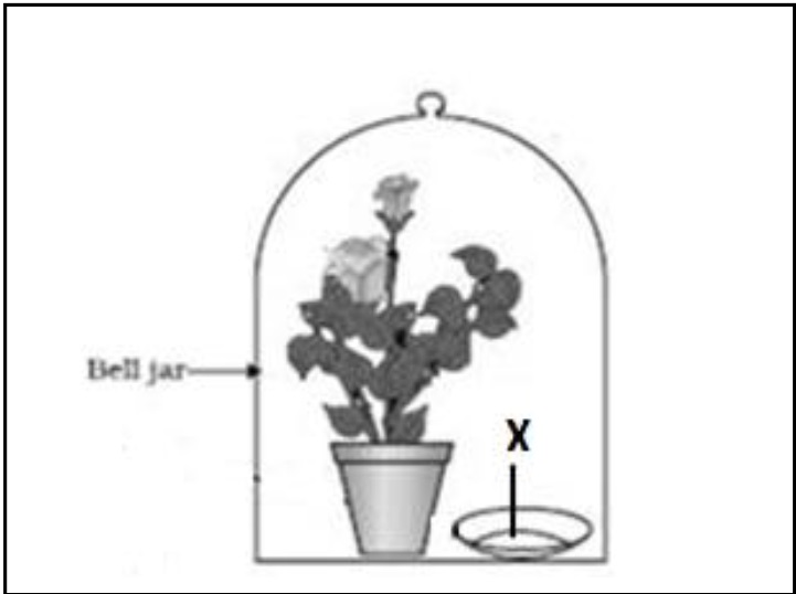 biology-class-10-observe-the-experimental-setup-shown-below-name