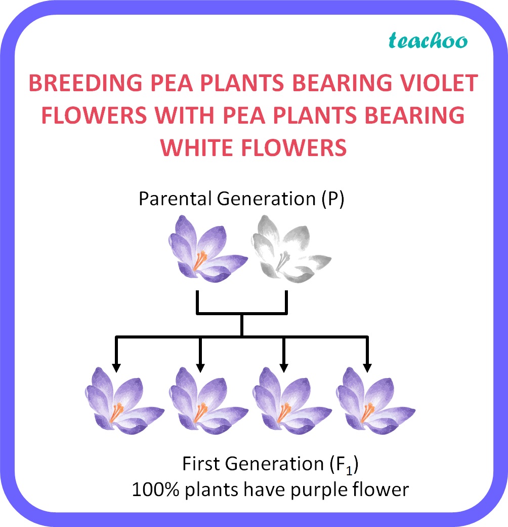 a mendelian experiment consisted of breeding pea plant