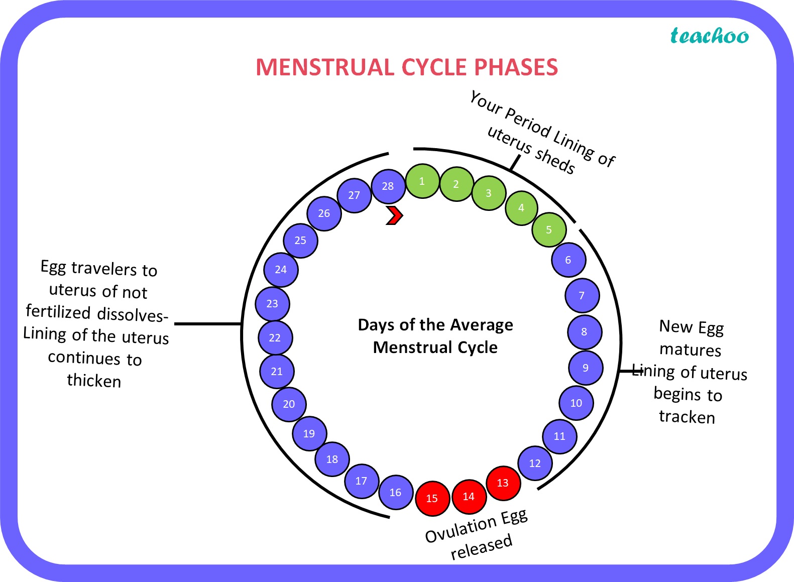Explain Physiology Of Menstrual Cycle Pelajaran