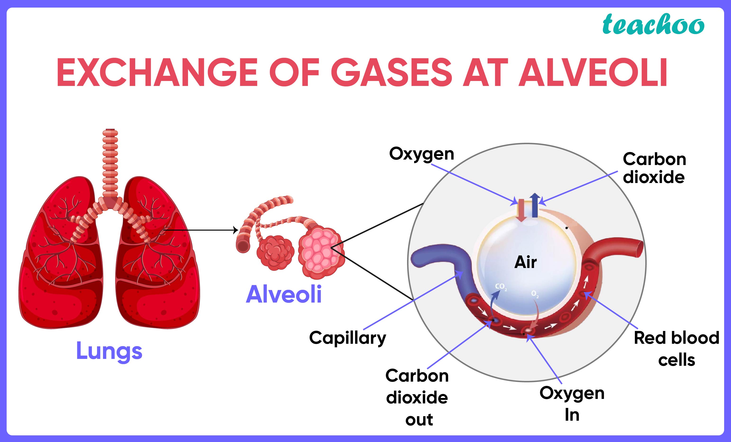 [Class 10] How are the lungs designed in human beings to maximise the