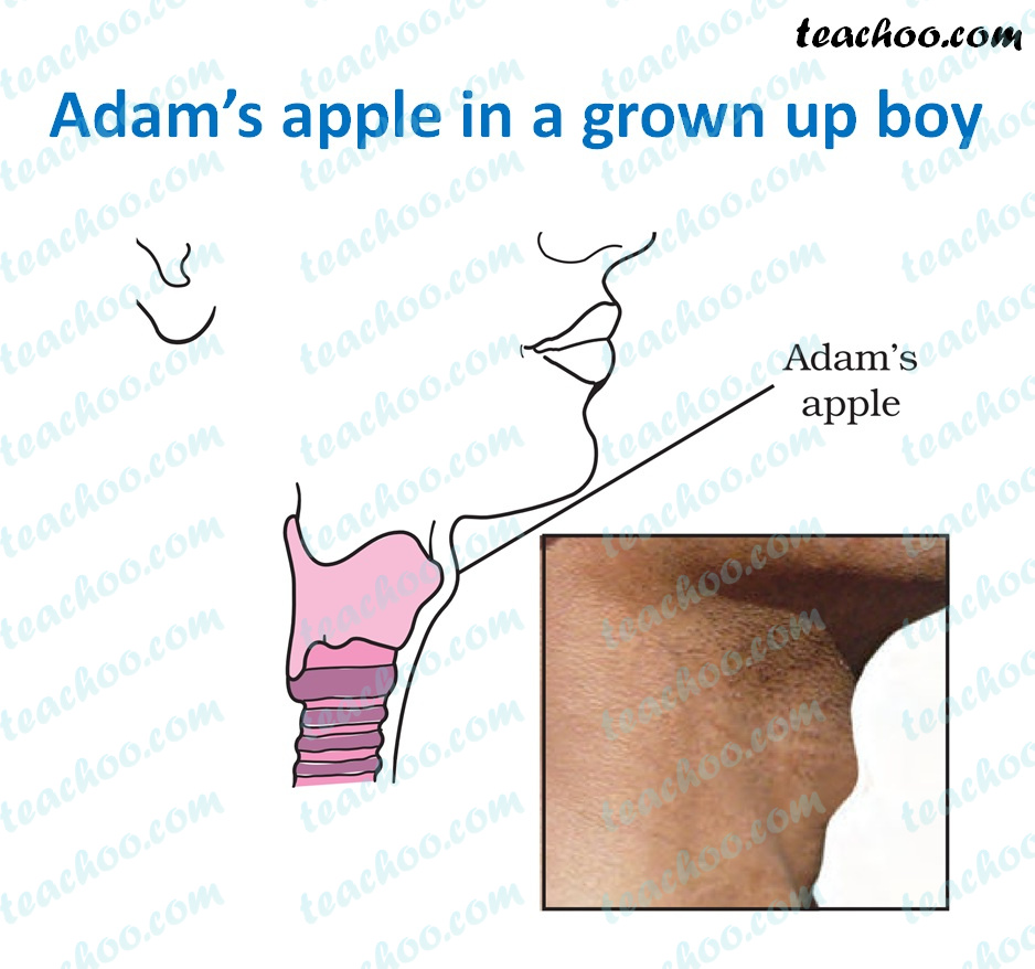 Adams Apple Diagram