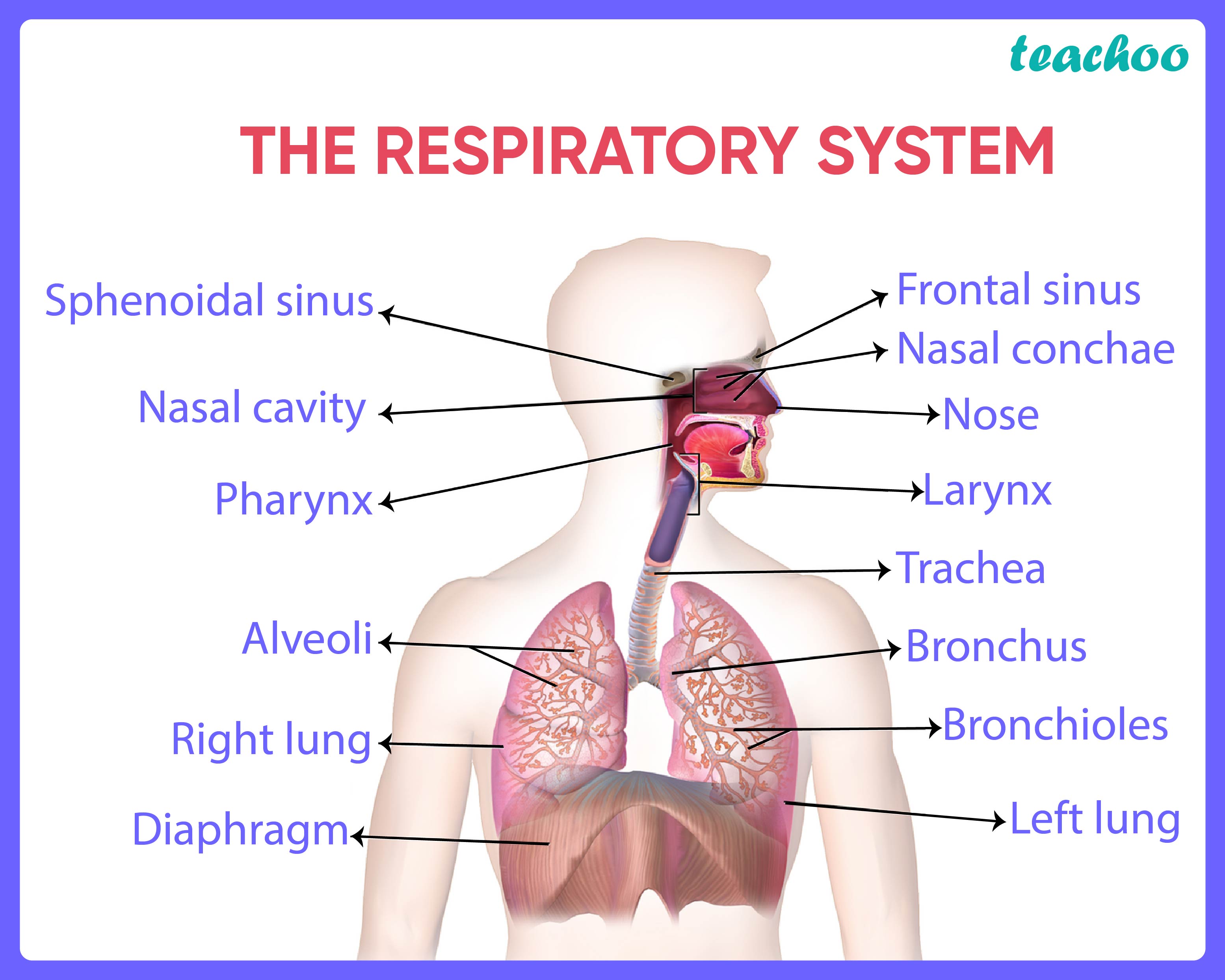 assertion-a-in-humans-there-is-a-complex-respiratory-system-reason