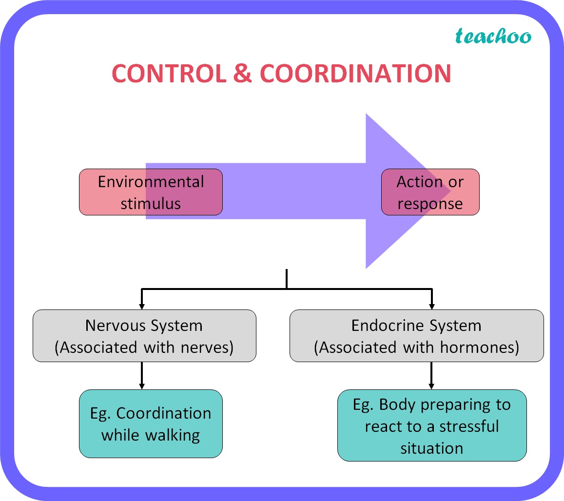 what-is-the-need-for-a-system-of-control-coordination-in-an-organism