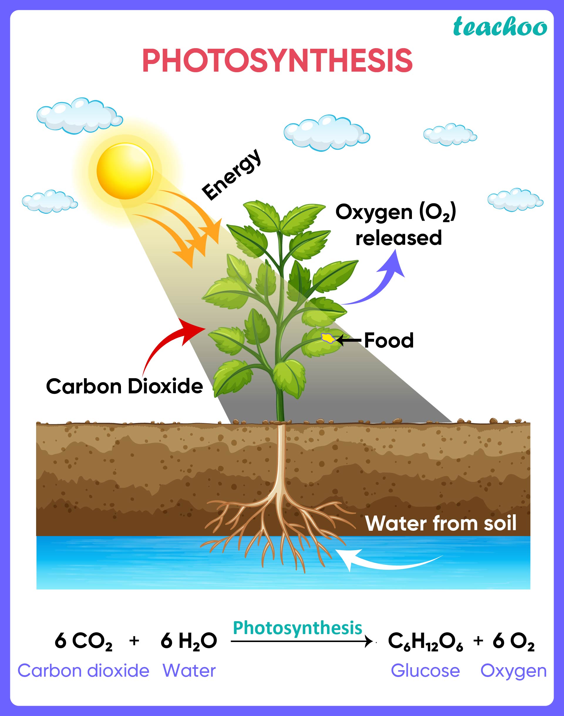 [Class 7] Photosynthesis Process, Steps, and Important questions