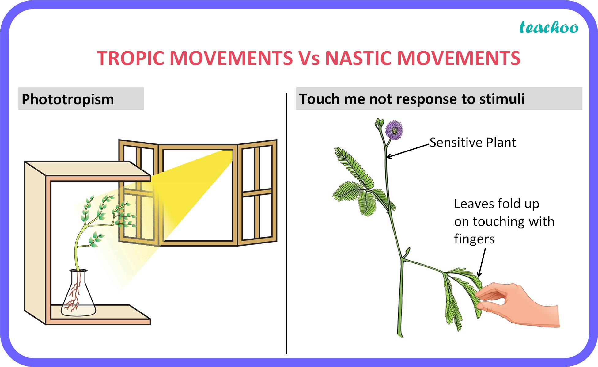 What Is Nastic Movement In English