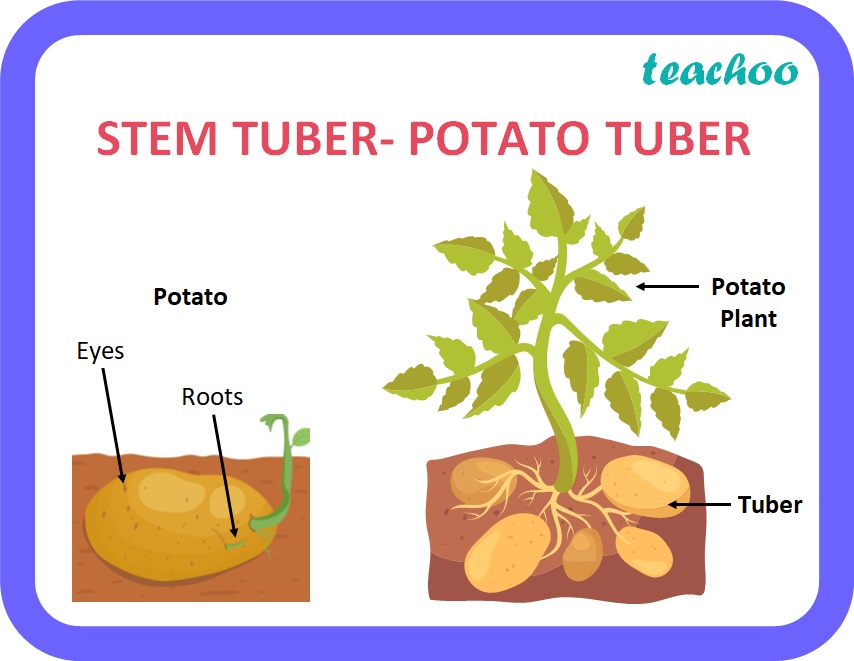 give-one-example-each-of-stem-tuber-and-root-tuber-class-10-teachoo