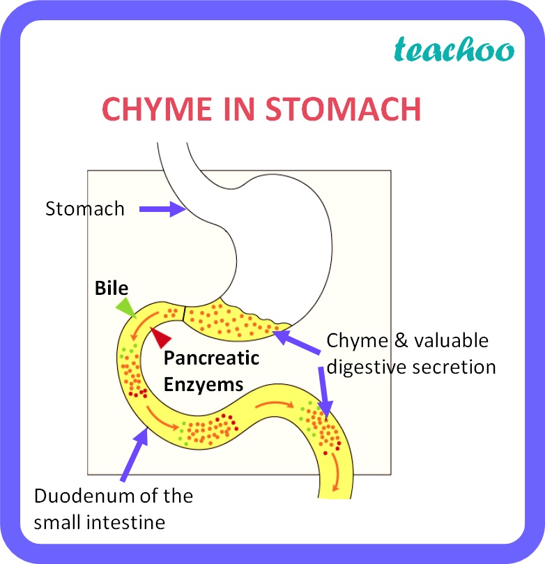 biology-class-10-what-is-chyme-life-processes-teachoo