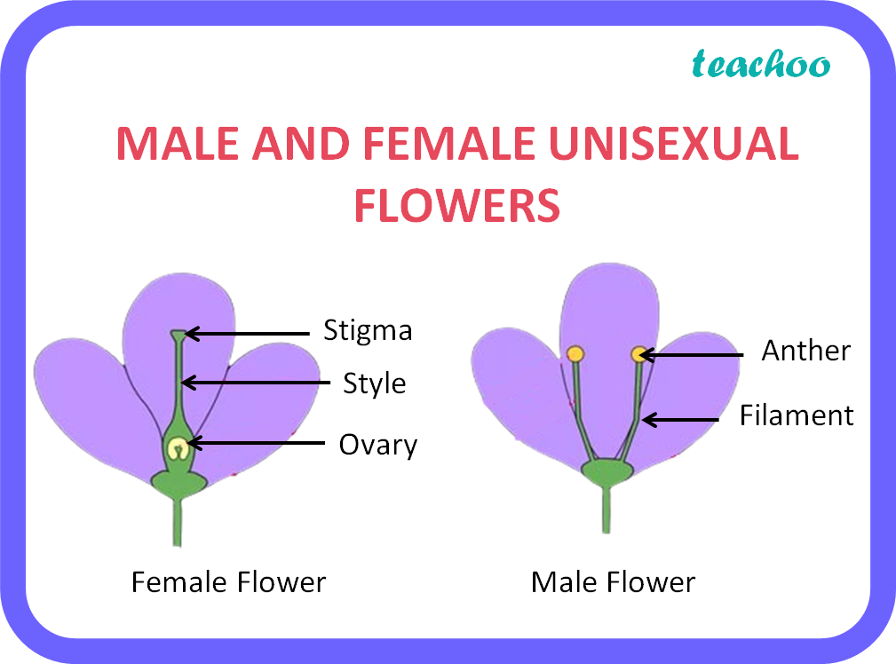 Biology List Two Unisexual Flowers Teachoo Class 10 Science 9937