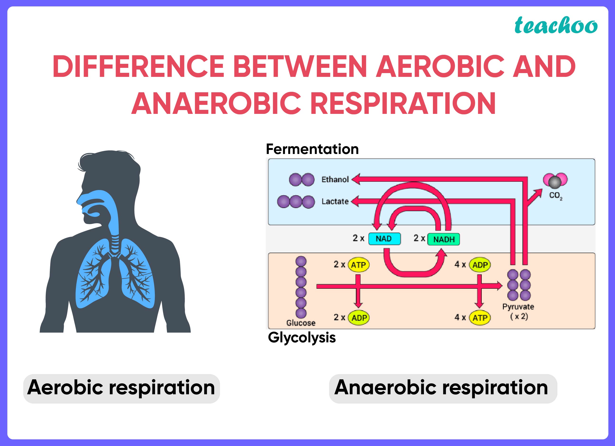 Difference Between Aerobic and Anaerobic Respiration [in Table Form]