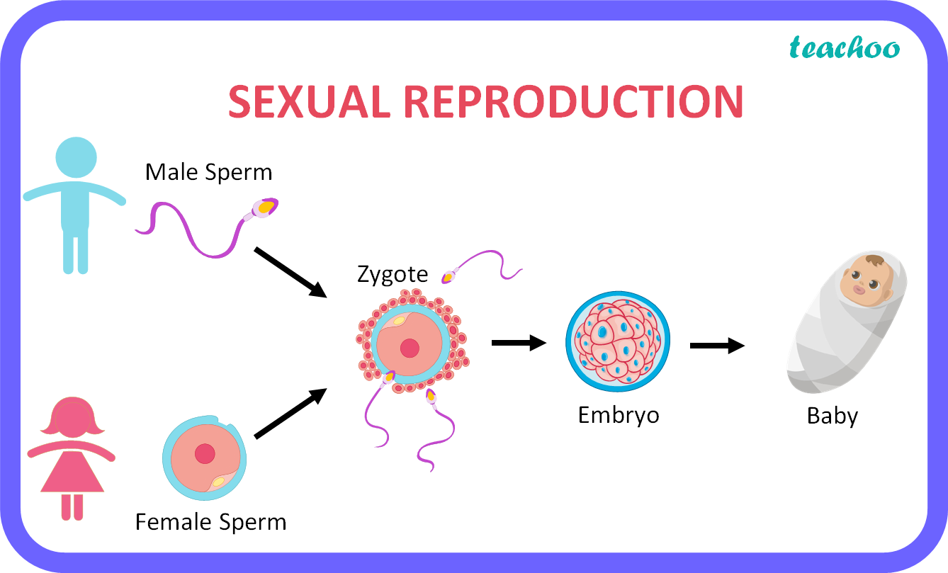 What is sexual reproduction? Explain how this mode of reproduction
