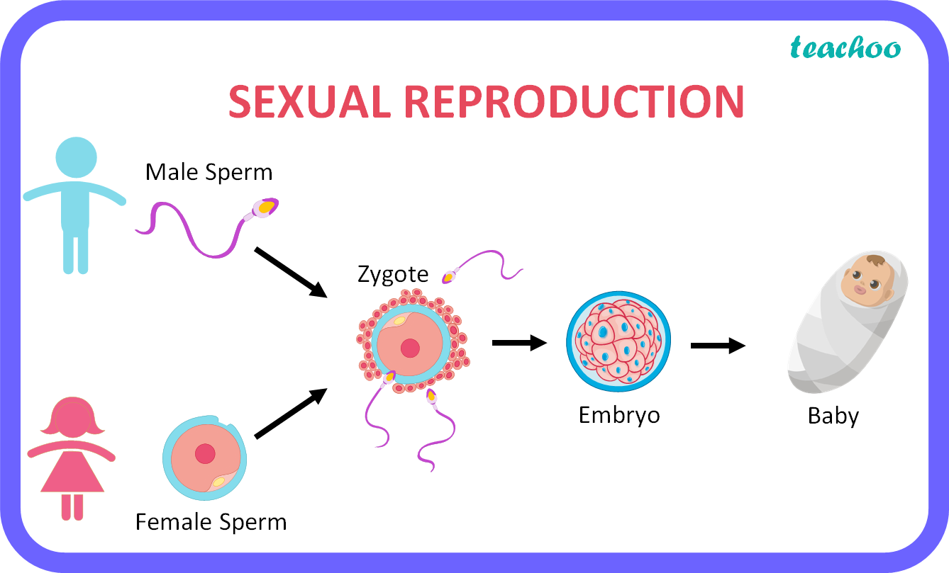 What Is Sexual Reproduction Explain How This Mode Of Reproduction 1051