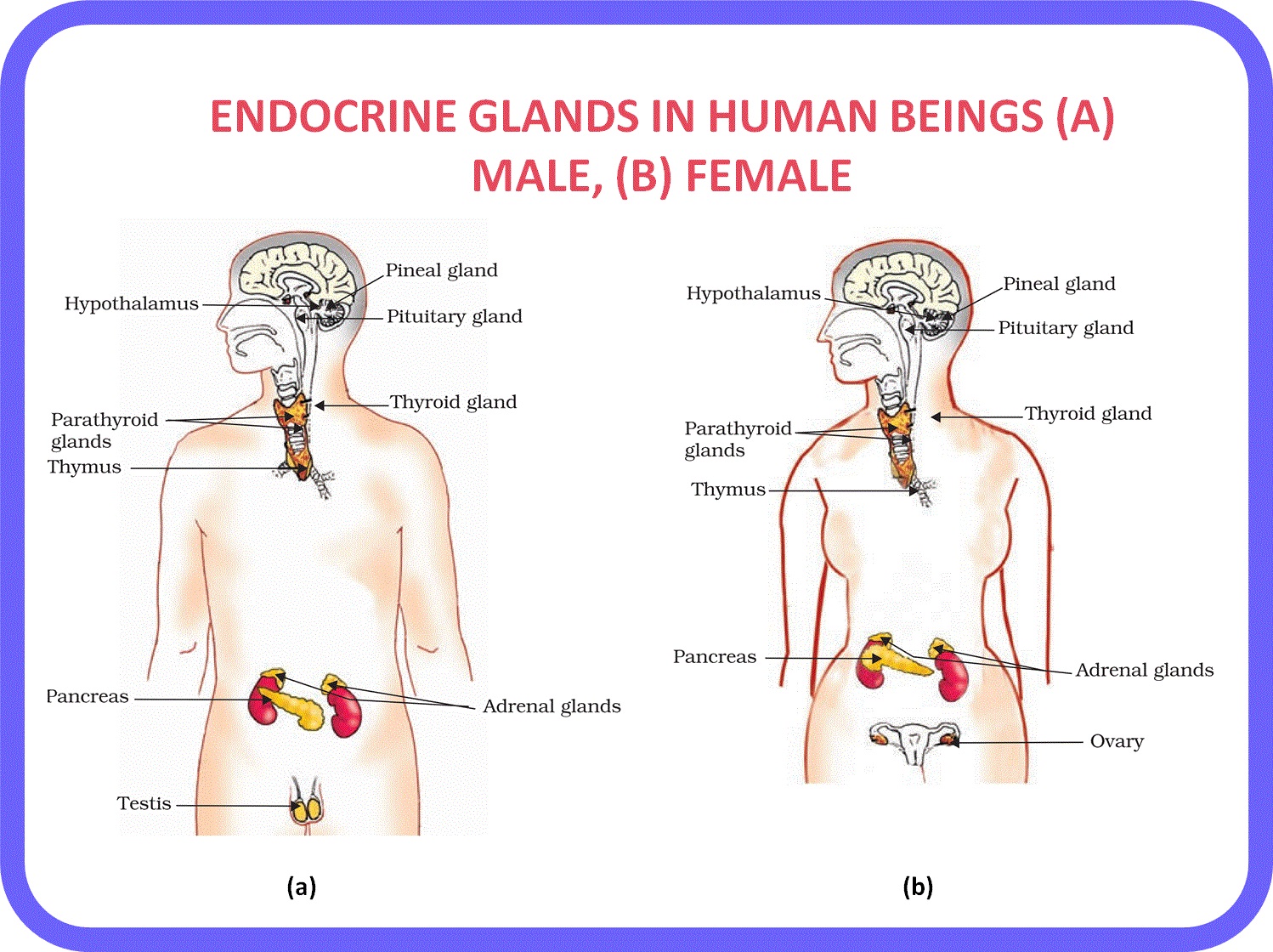 class-10-what-are-animal-hormones-examples-functions-and-more