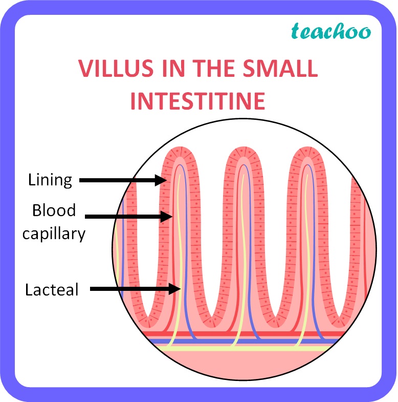 How Is The Small Intestine Designed To Absorb Digested Food Class Answer