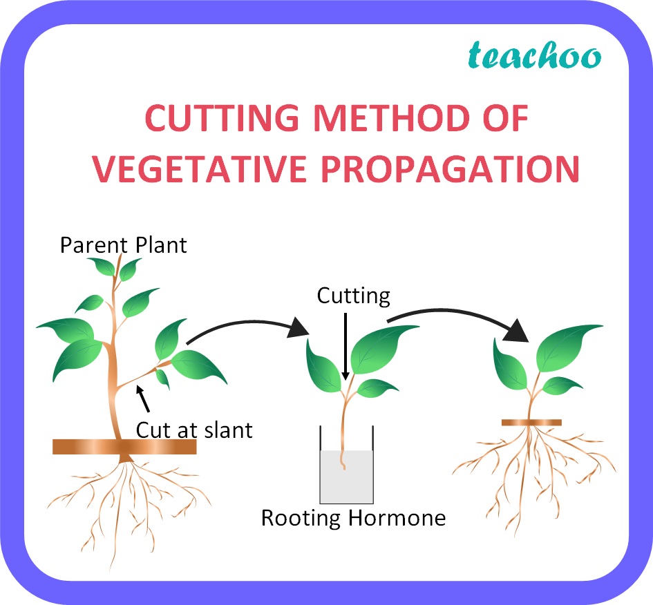 write an essay on vegetative propagation