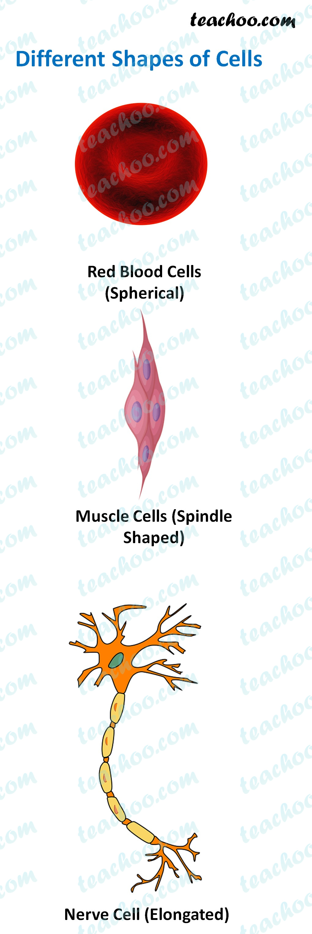 shapes-of-cells-examples-with-images-teachoo-concepts