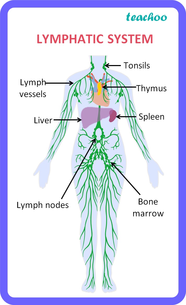 Lymphatic System Class 10 Biology Notes Teachoo Concepts