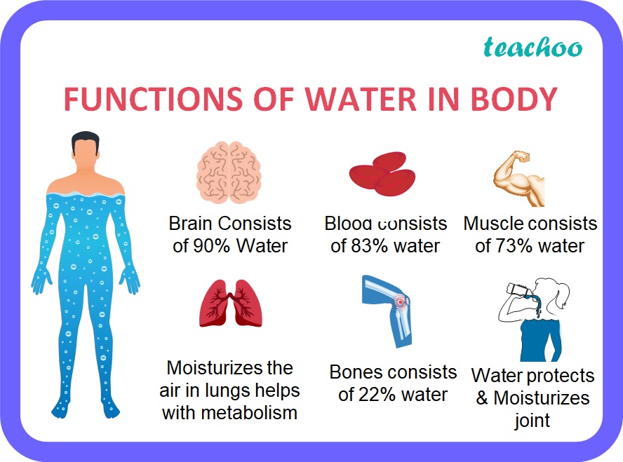  Class 6 What Are The Functions Of Water In Body Teachoo Science