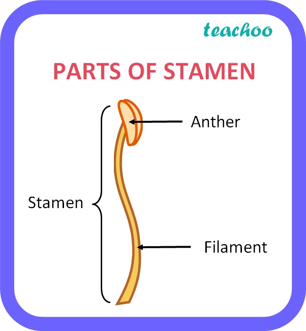 Function Of Stamen In Flower