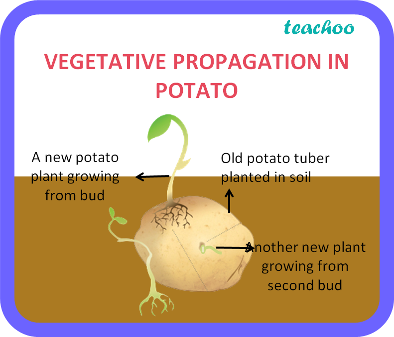 What Is Meant By Vegetative Propagation Advantages