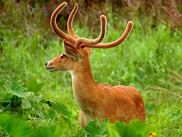 Sangai Deer.jpg