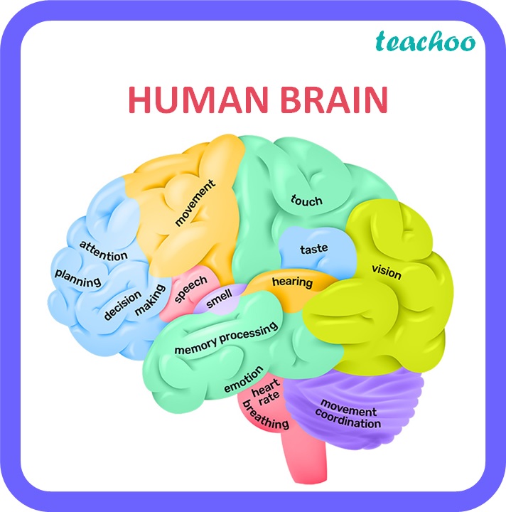 [Class 10] Human Brain - Strcture, Major Regions and it's functions