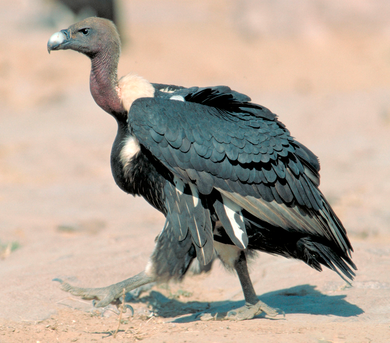White-rumped vulture.png