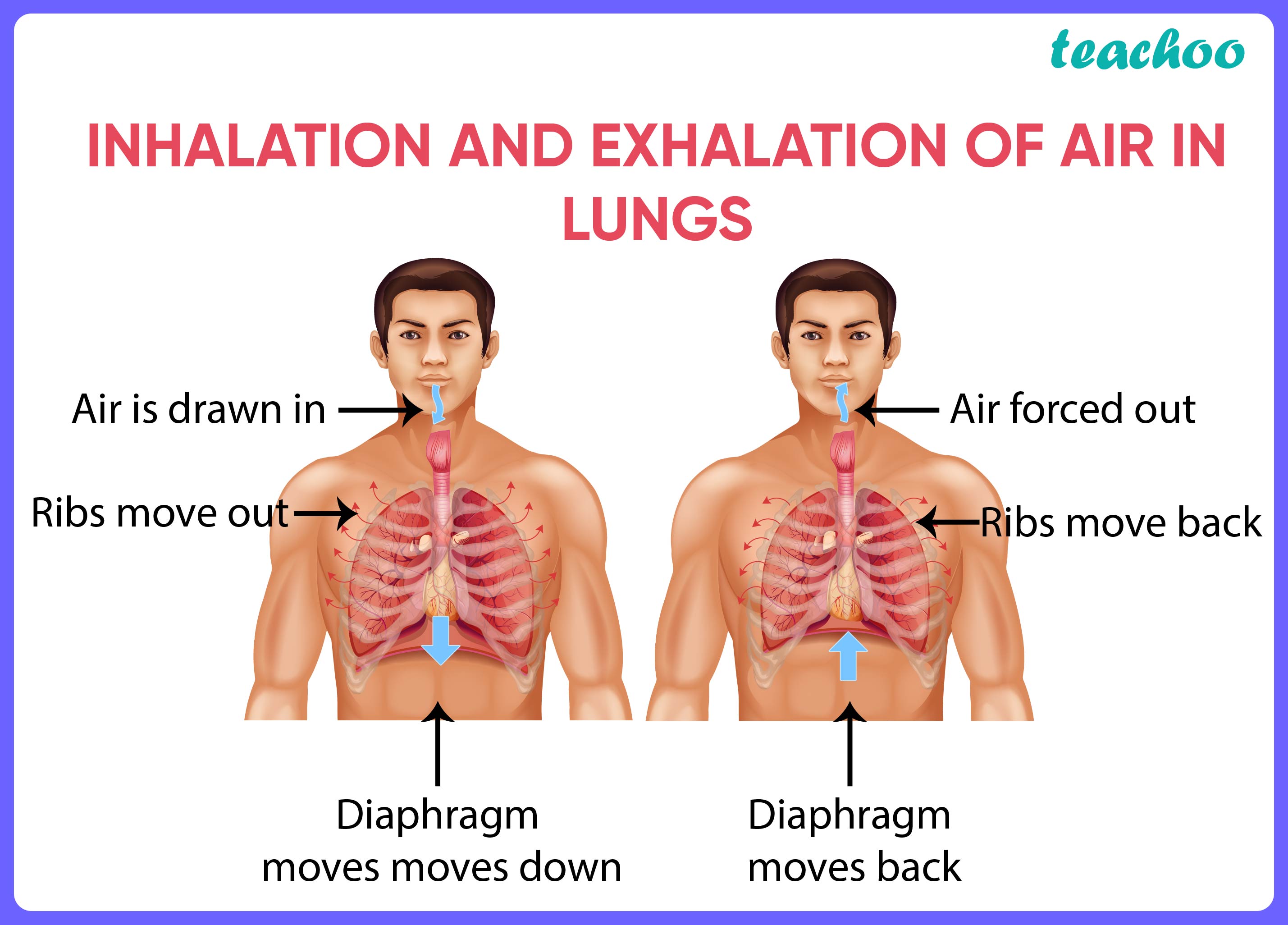 Inhalation And Exhalation Of Air In Lungs   Teachoo 