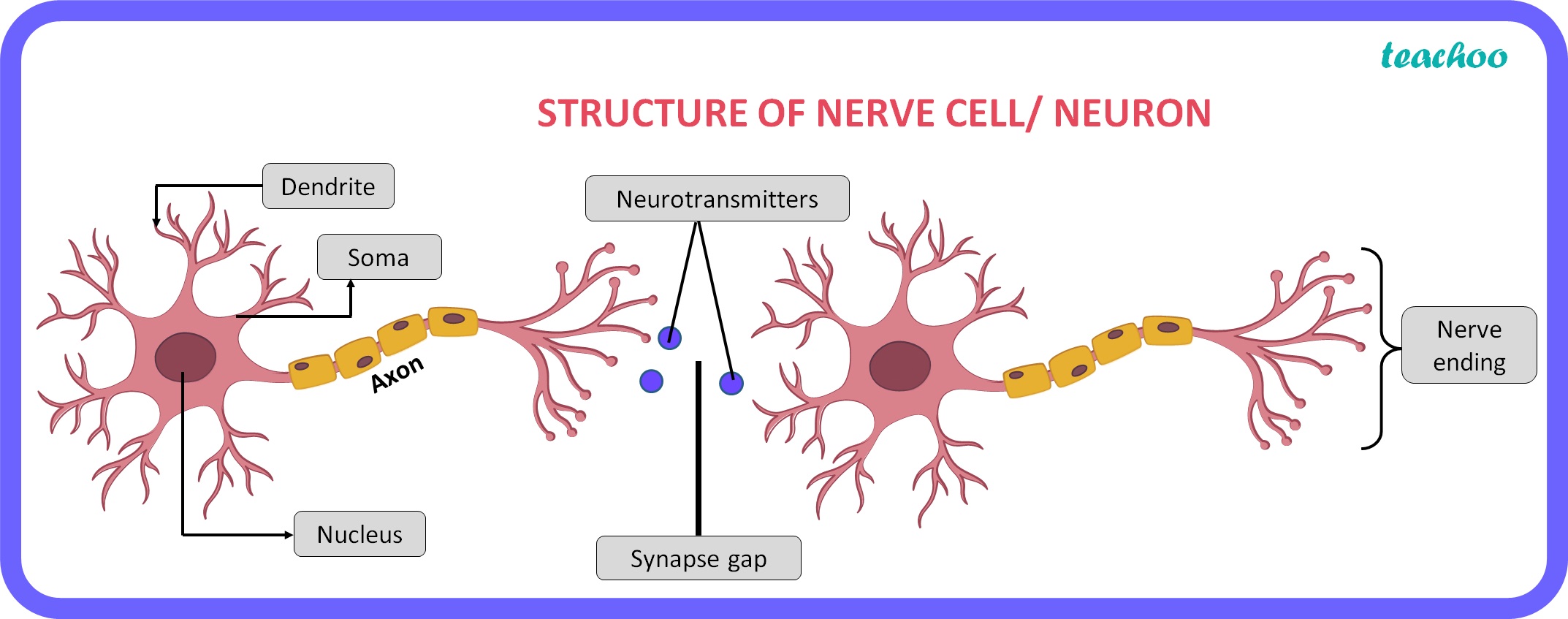 Neurons Structure Function And Types Biology Class 10 0203