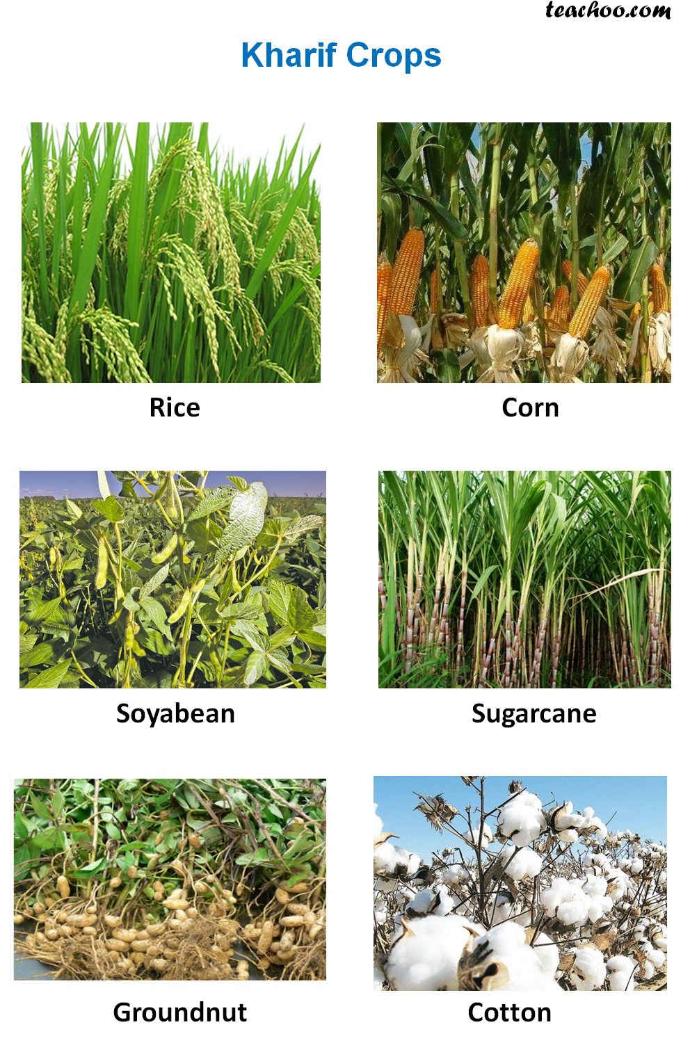 Rabi, Kharif and Zaid Crops - Explanation, Examples and Differences