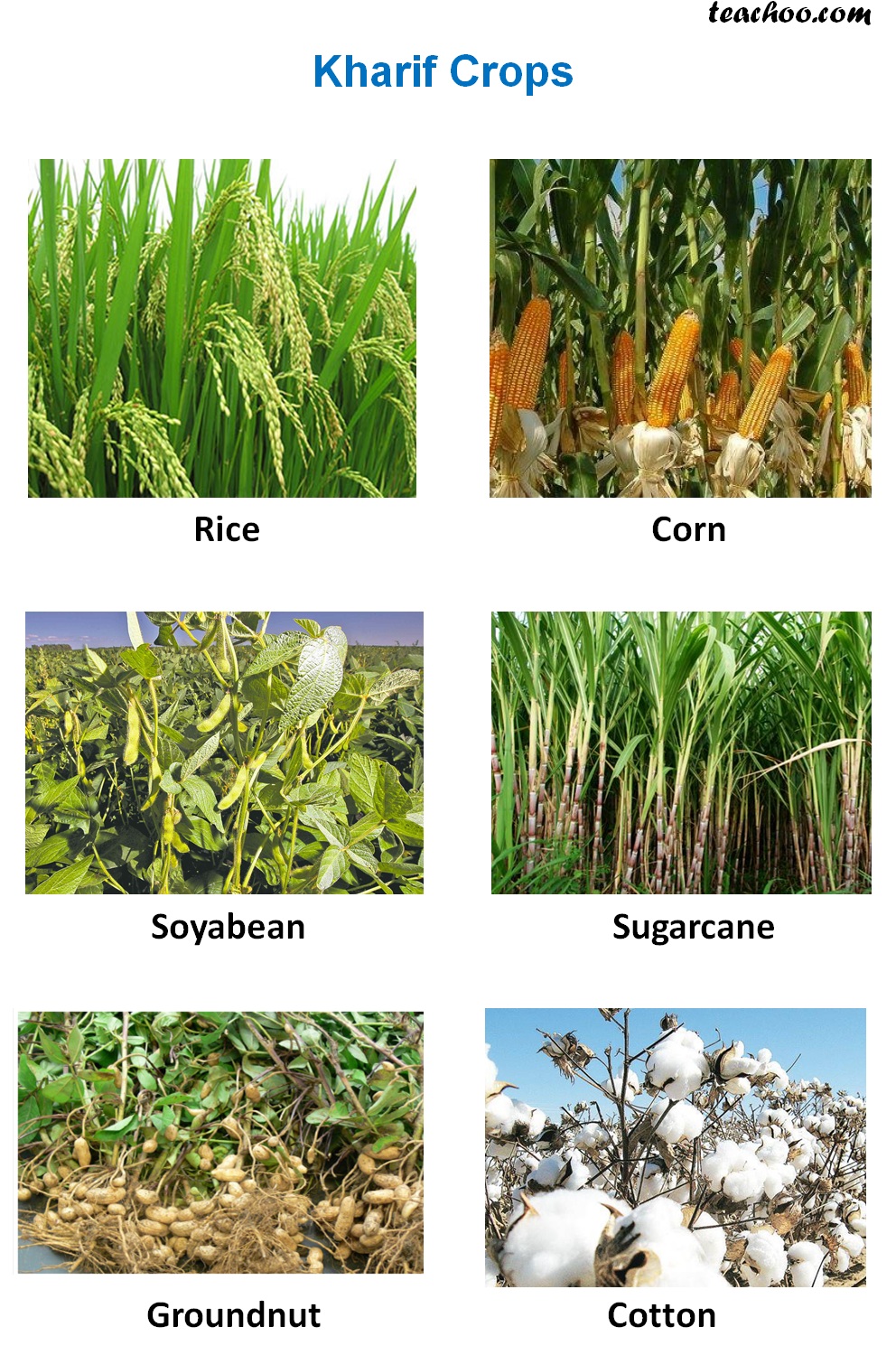 class exam routine 11 Examples   and Zaid Rabi, Crops and Explanation, Kharif