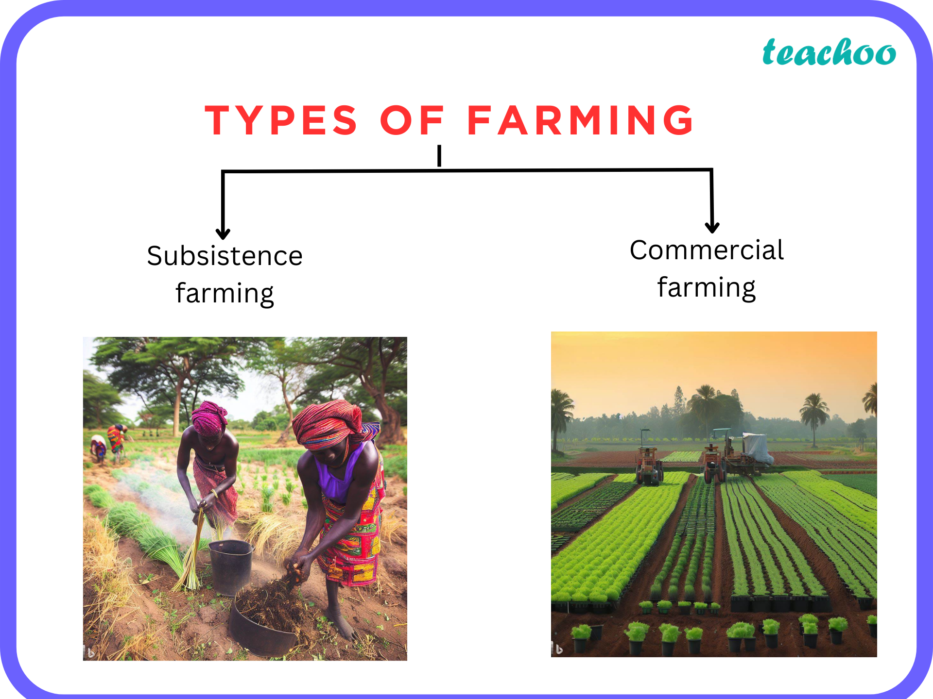 Distinguish Between Intensive Subsistence Farming And Commercial Farming Class 10